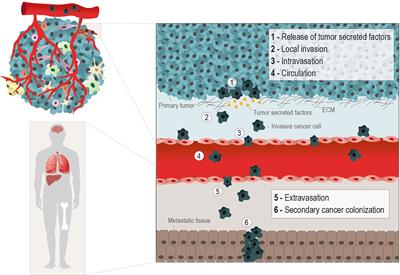 Molecular and Metabolic Reprogramming: Pulling the Strings Toward Tumor Metastasis